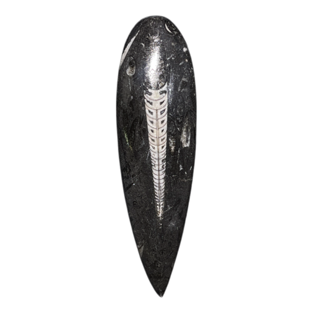 Orthoceras Fossil