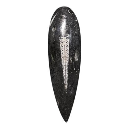 Orthoceras Fossil