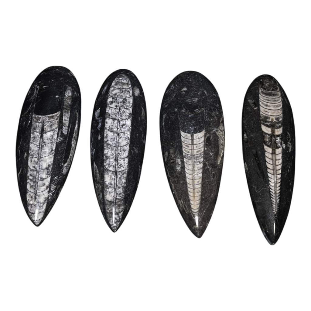 Orthoceras Fossil