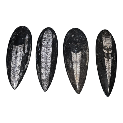 Orthoceras Fossil