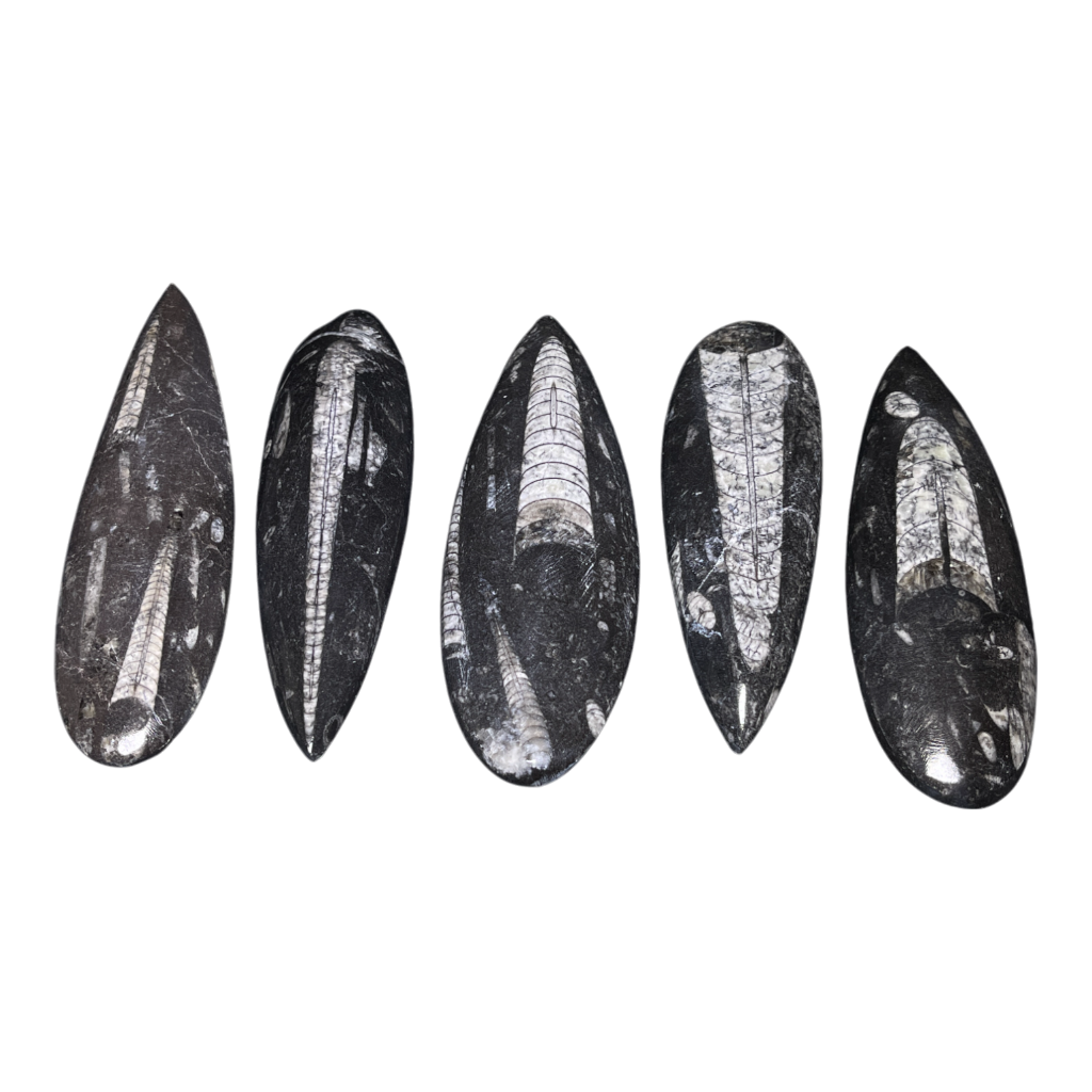 Orthoceras Fossil