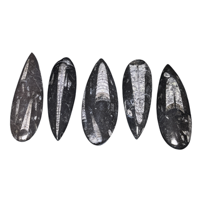 Orthoceras Fossil
