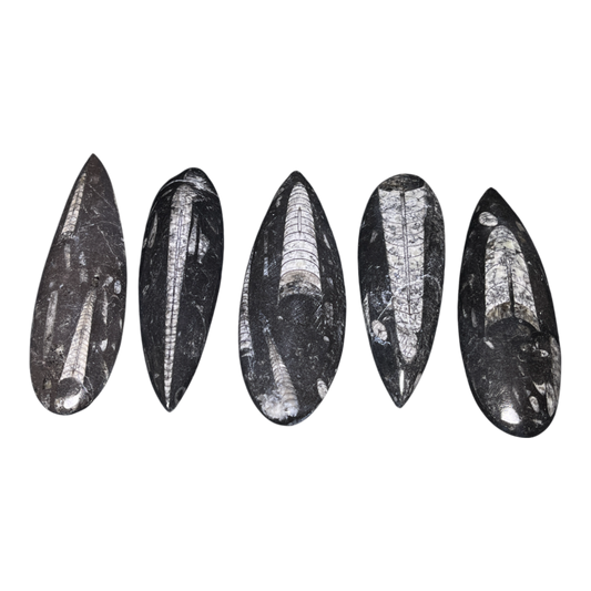 Orthoceras Fossil