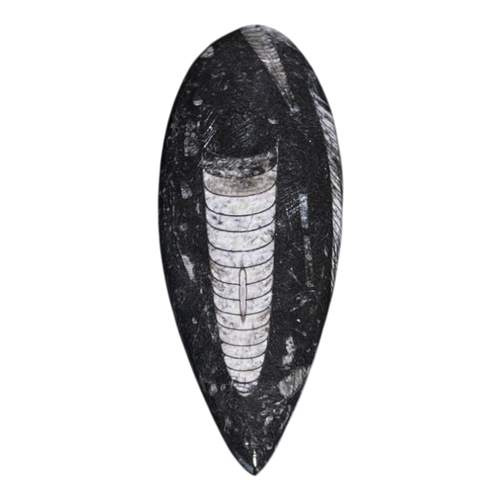 Orthoceras Fossil
