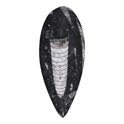 Orthoceras Fossil