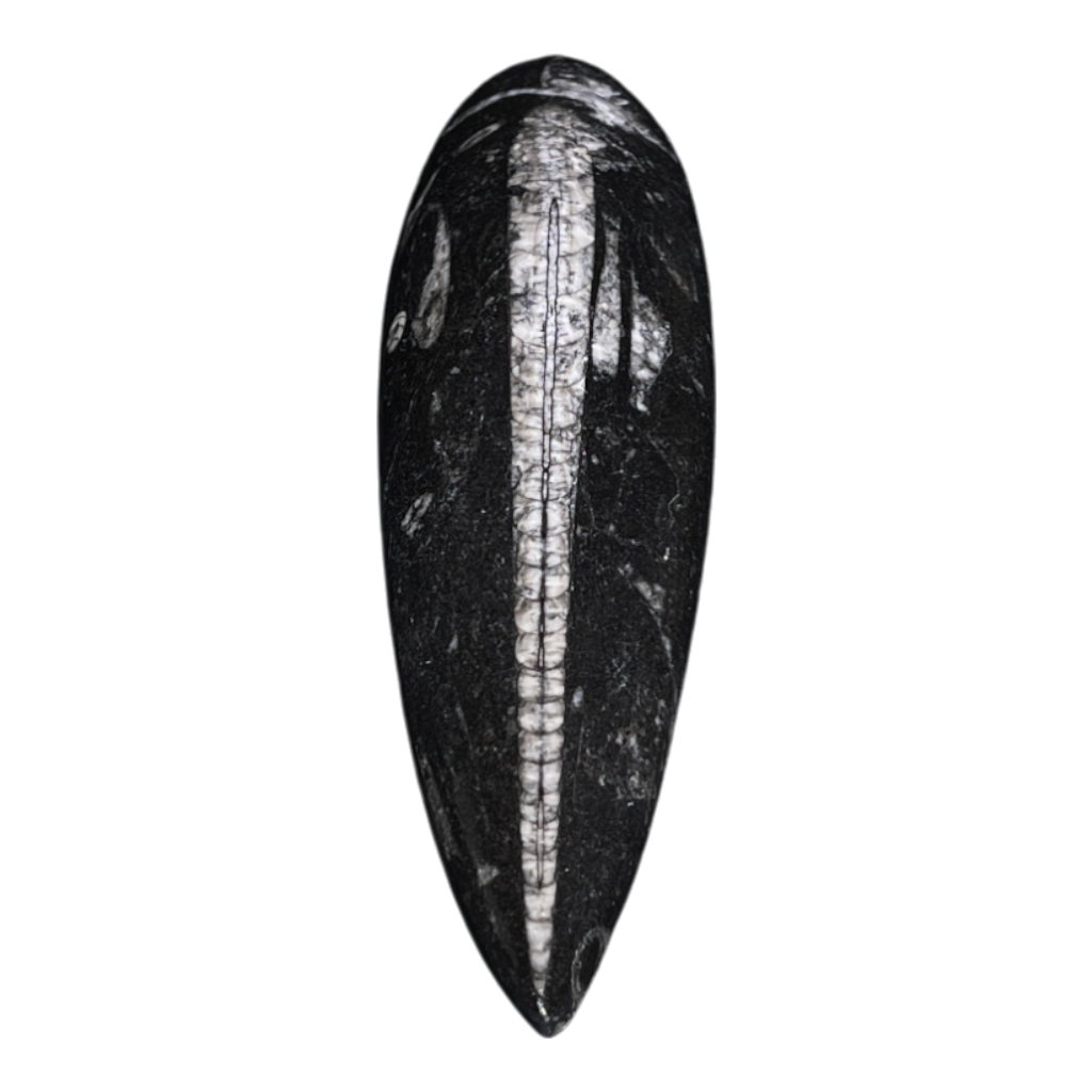 Orthoceras Fossil