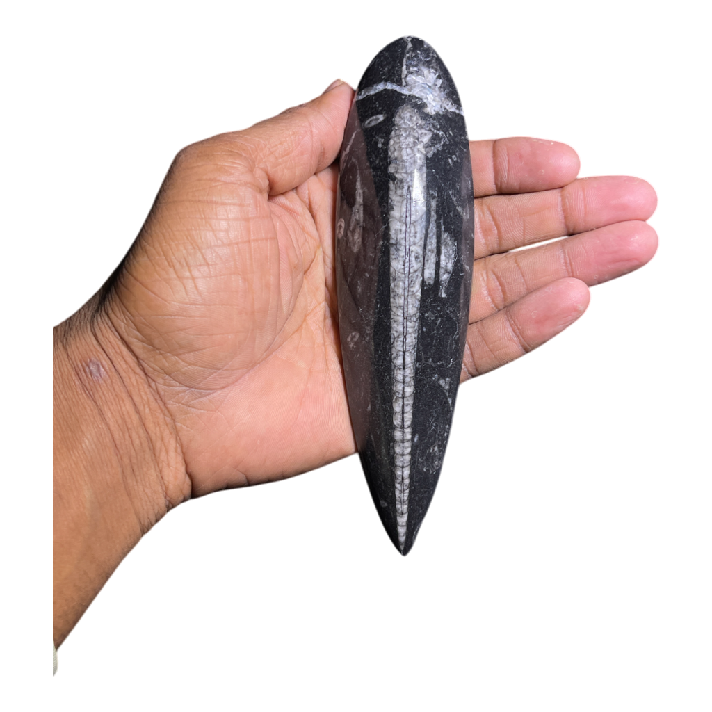 Orthoceras Fossil