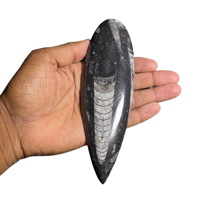Orthoceras Fossil