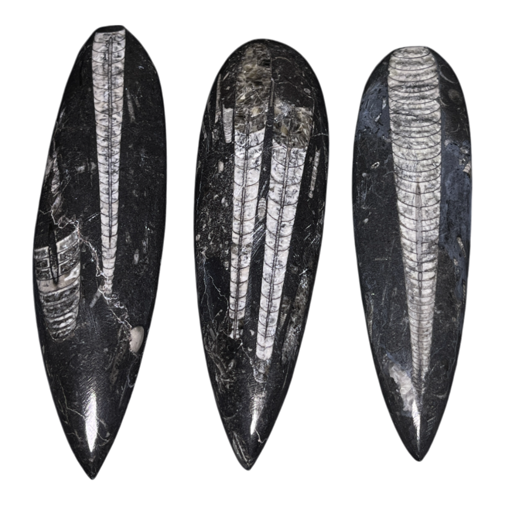 Orthoceras Fossil