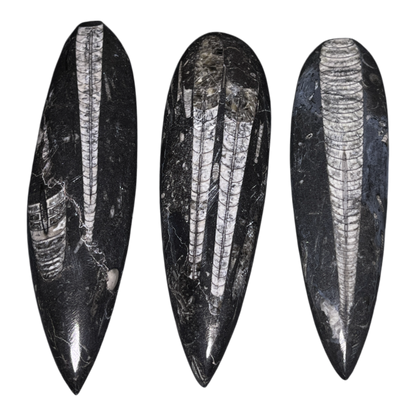 Orthoceras Fossil