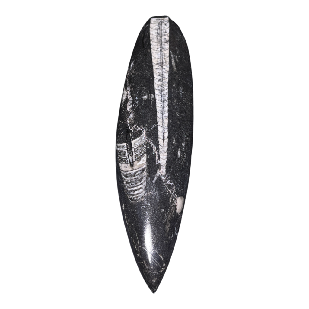 Orthoceras Fossil