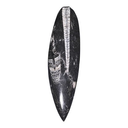 Orthoceras Fossil