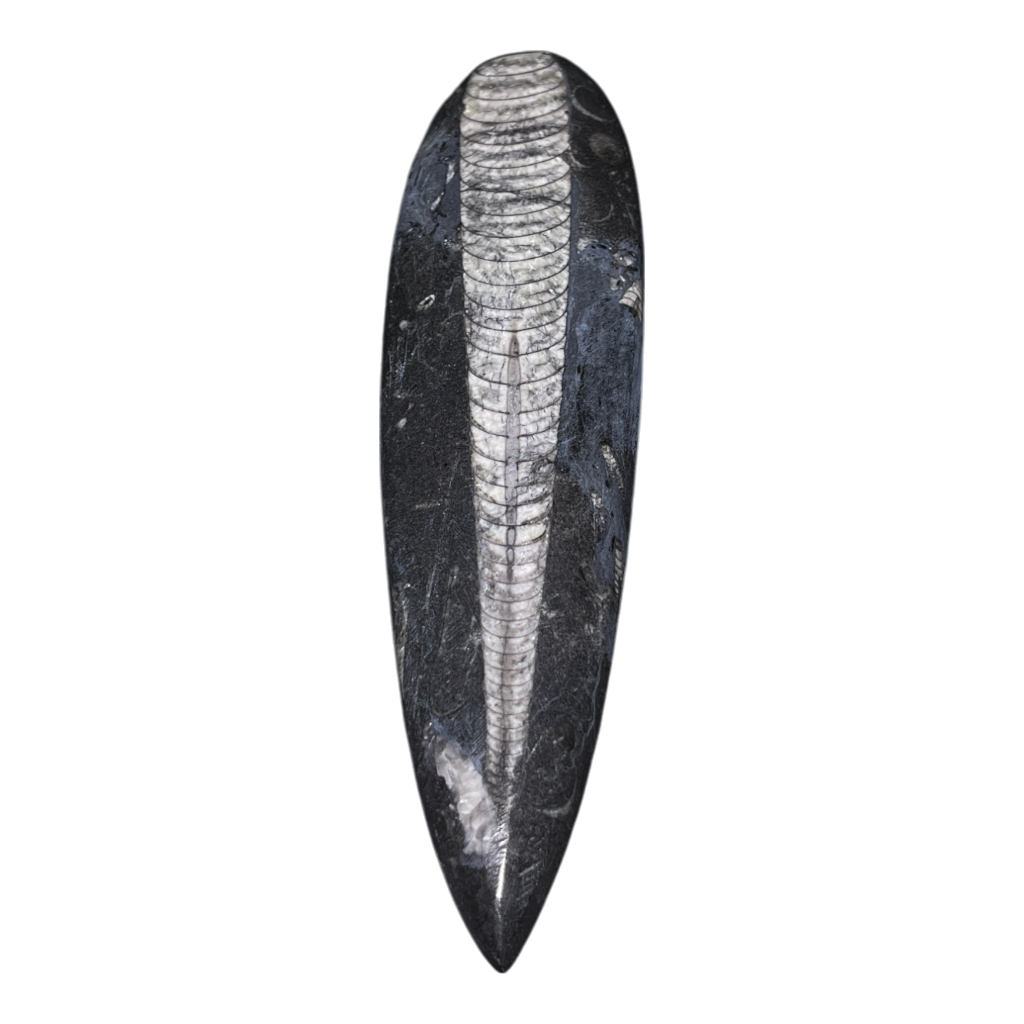 Orthoceras Fossil