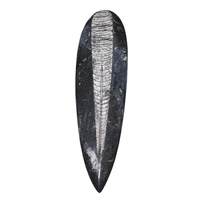 Orthoceras Fossil