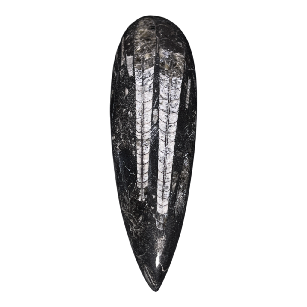 Orthoceras Fossil