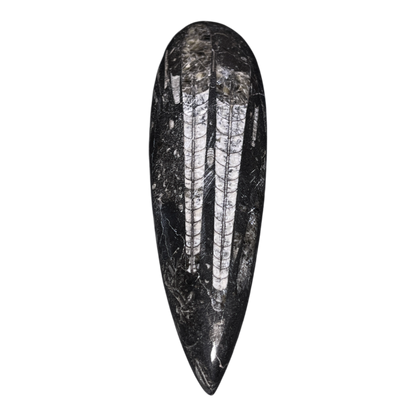 Orthoceras Fossil