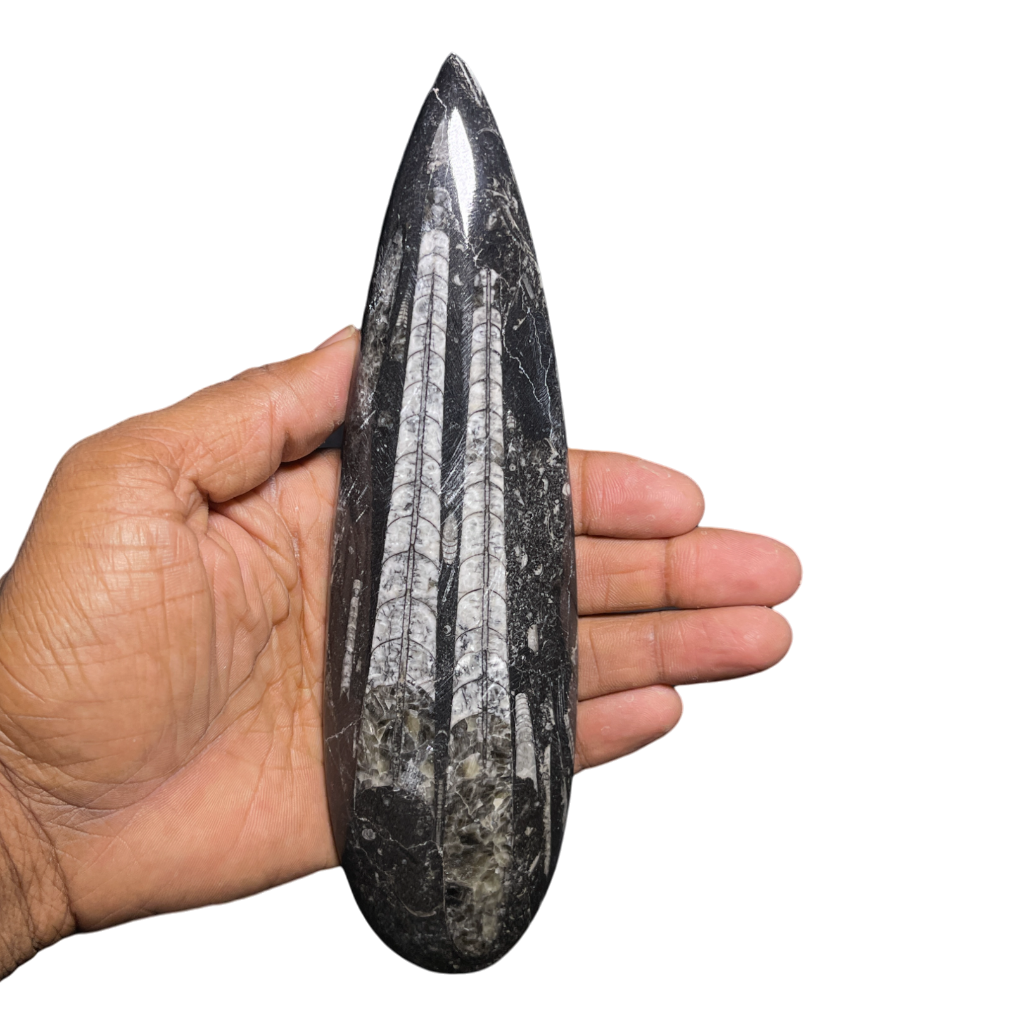 Orthoceras Fossil