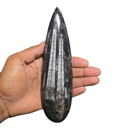 Orthoceras Fossil