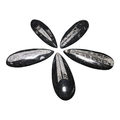 Orthoceras Fossil