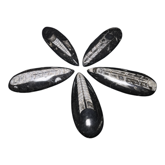 Orthoceras Fossil