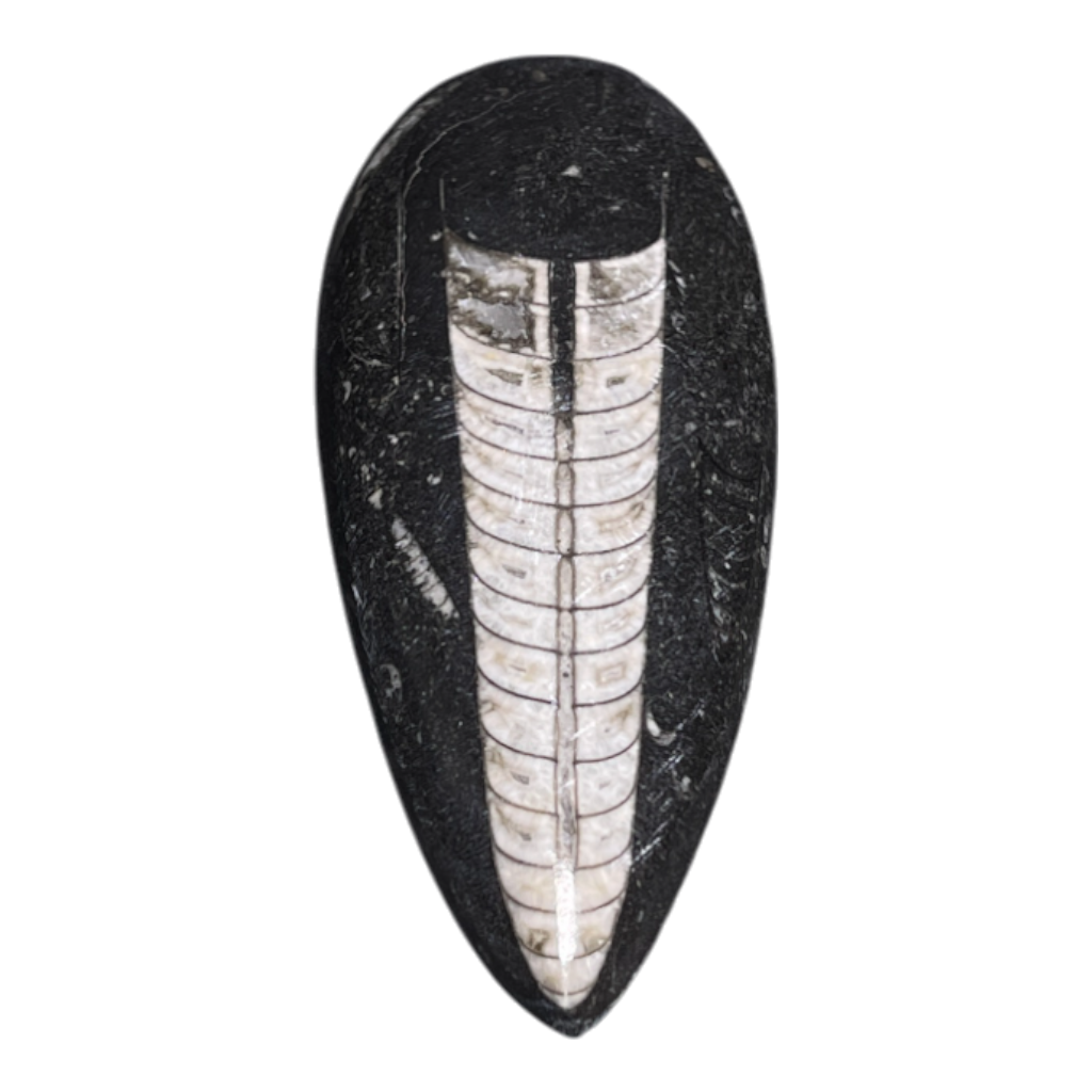 Orthoceras Fossil