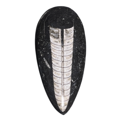Orthoceras Fossil