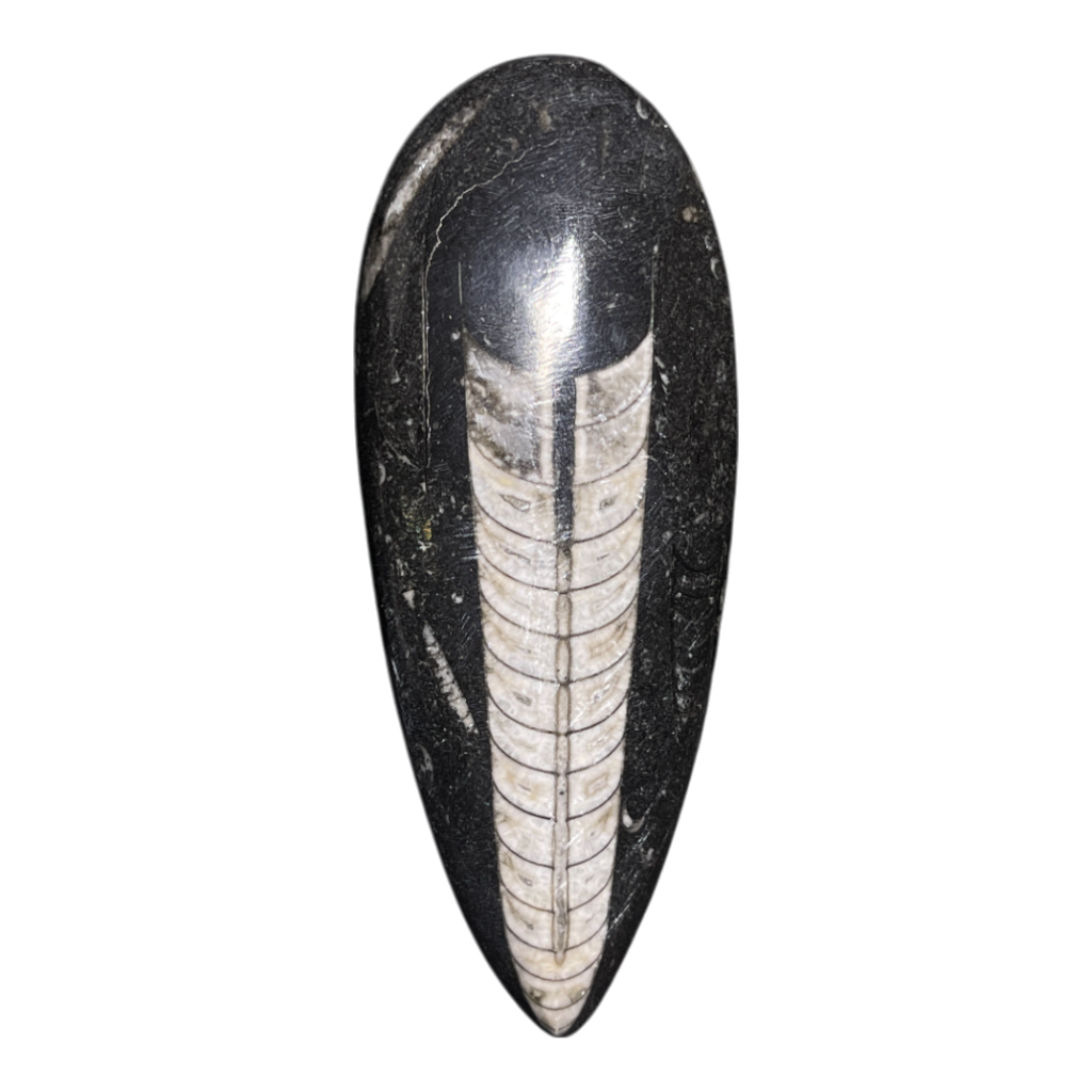 Orthoceras Fossil