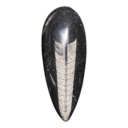 Orthoceras Fossil