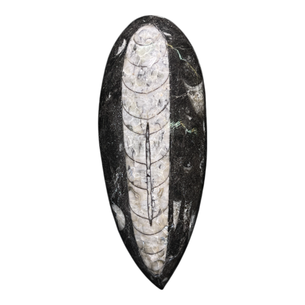 Orthoceras Fossil