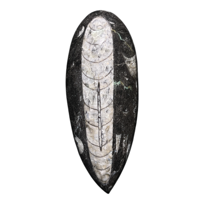 Orthoceras Fossil