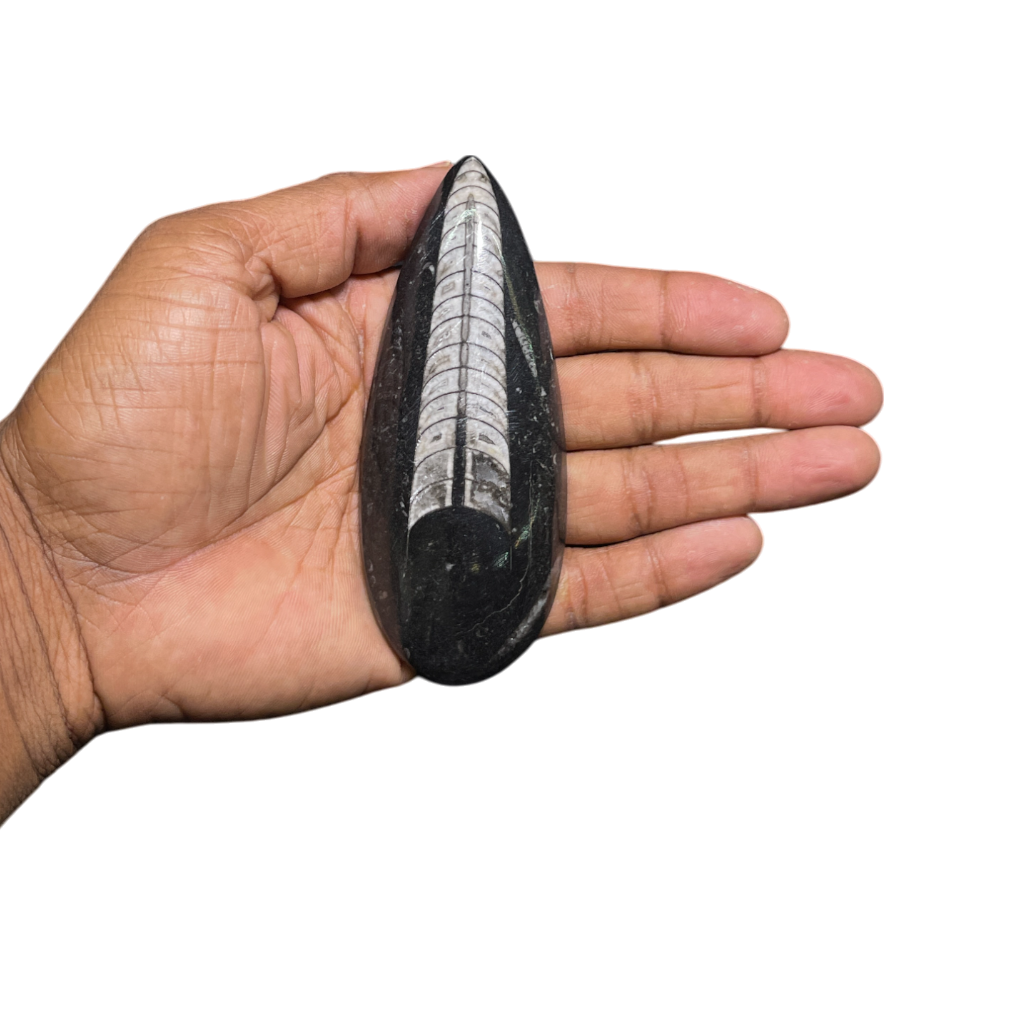 Orthoceras Fossil