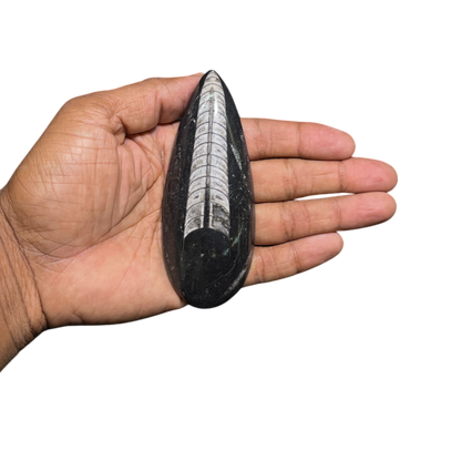 Orthoceras Fossil