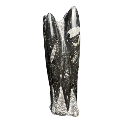 Orthoceras Tower