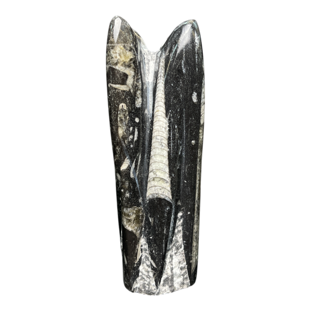 Orthoceras Tower