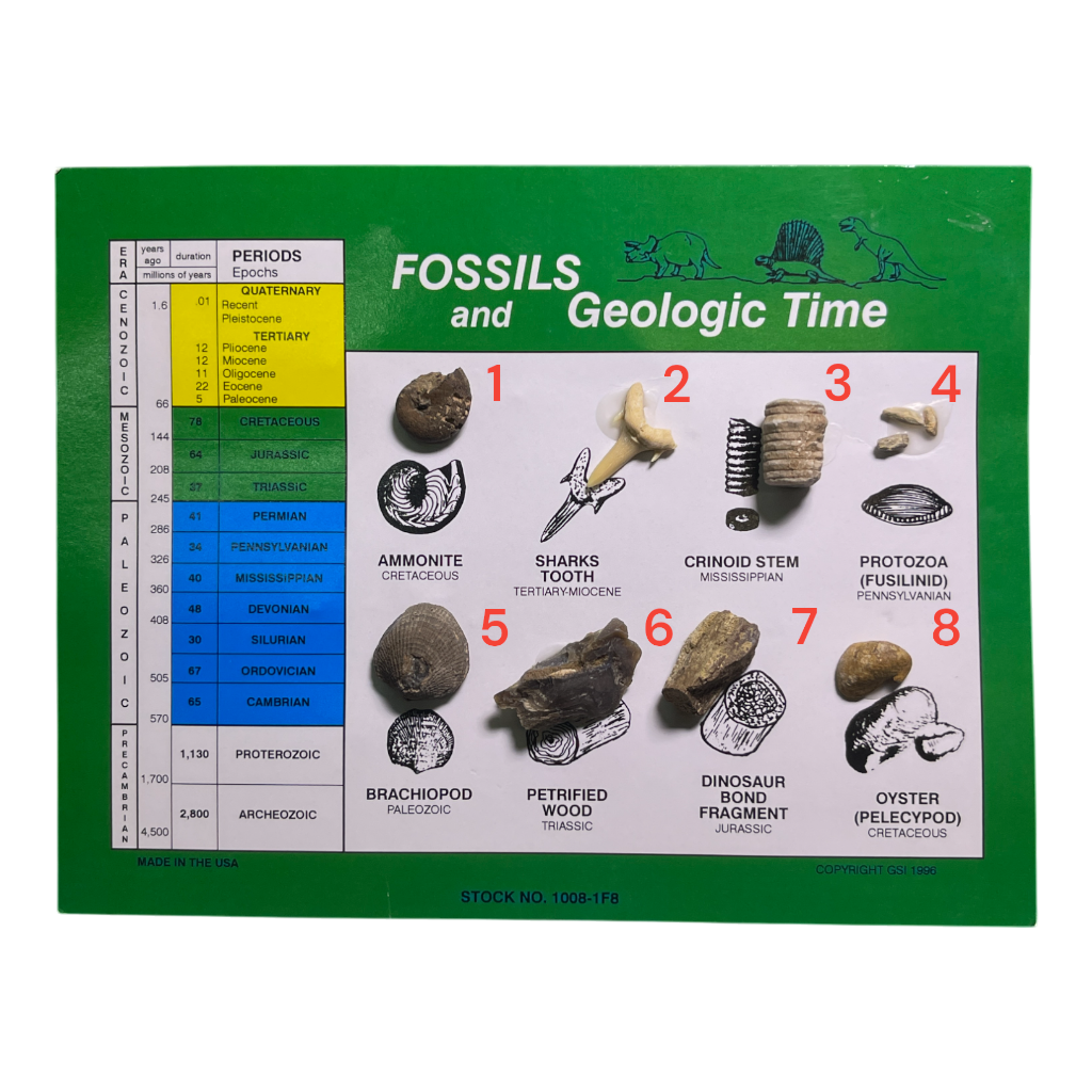 Fossils and Geological Time Set