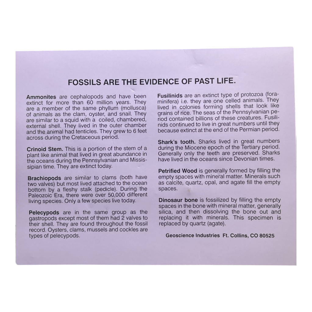 Fossils and Geological Time Set