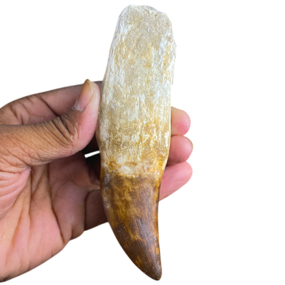 Mosasaur Tooth