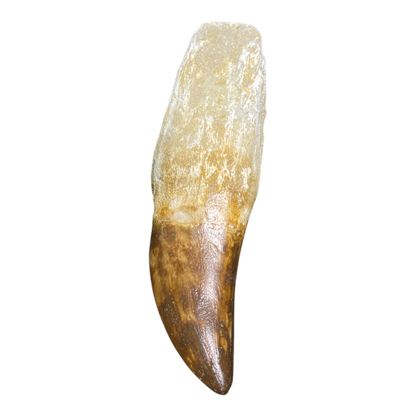 Mosasaur Tooth