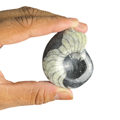 Goniatite