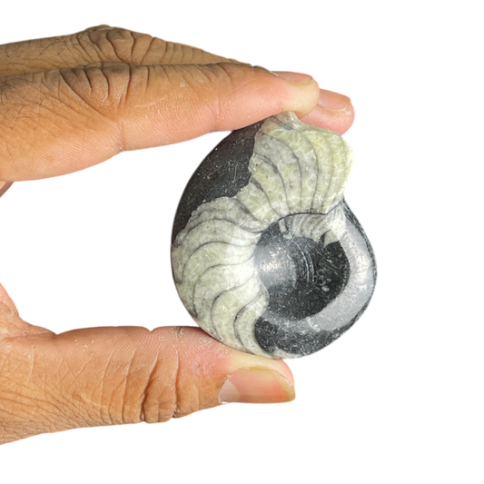Goniatite