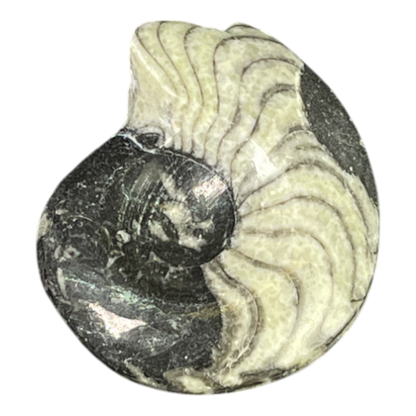 Goniatite