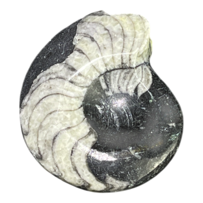 Goniatite
