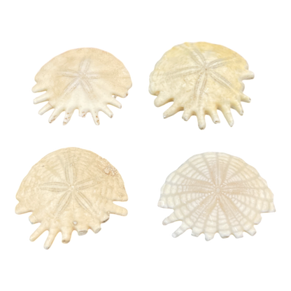 Heliophora orbicularis