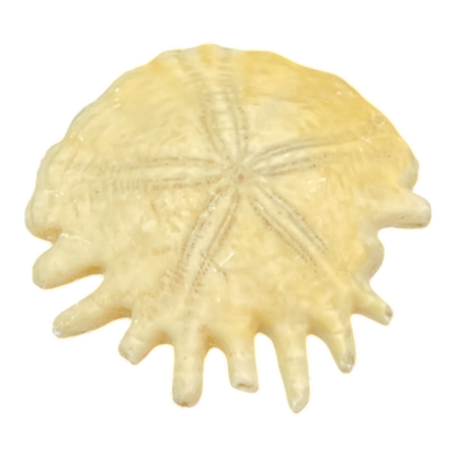 Heliophora orbicularis