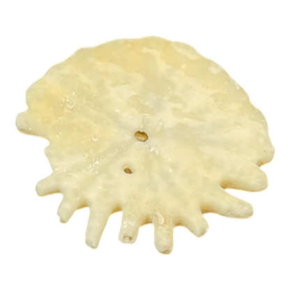 Heliophora orbicularis