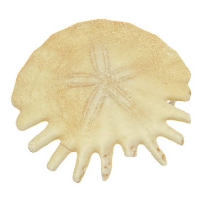 Heliophora orbicularis