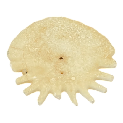 Heliophora orbicularis