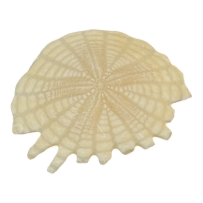 Heliophora orbicularis