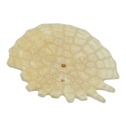 Heliophora orbicularis