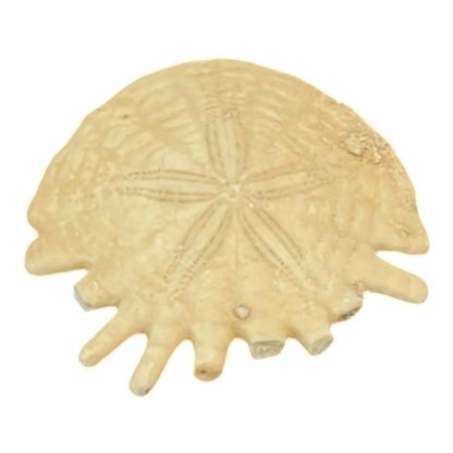 Heliophora orbicularis